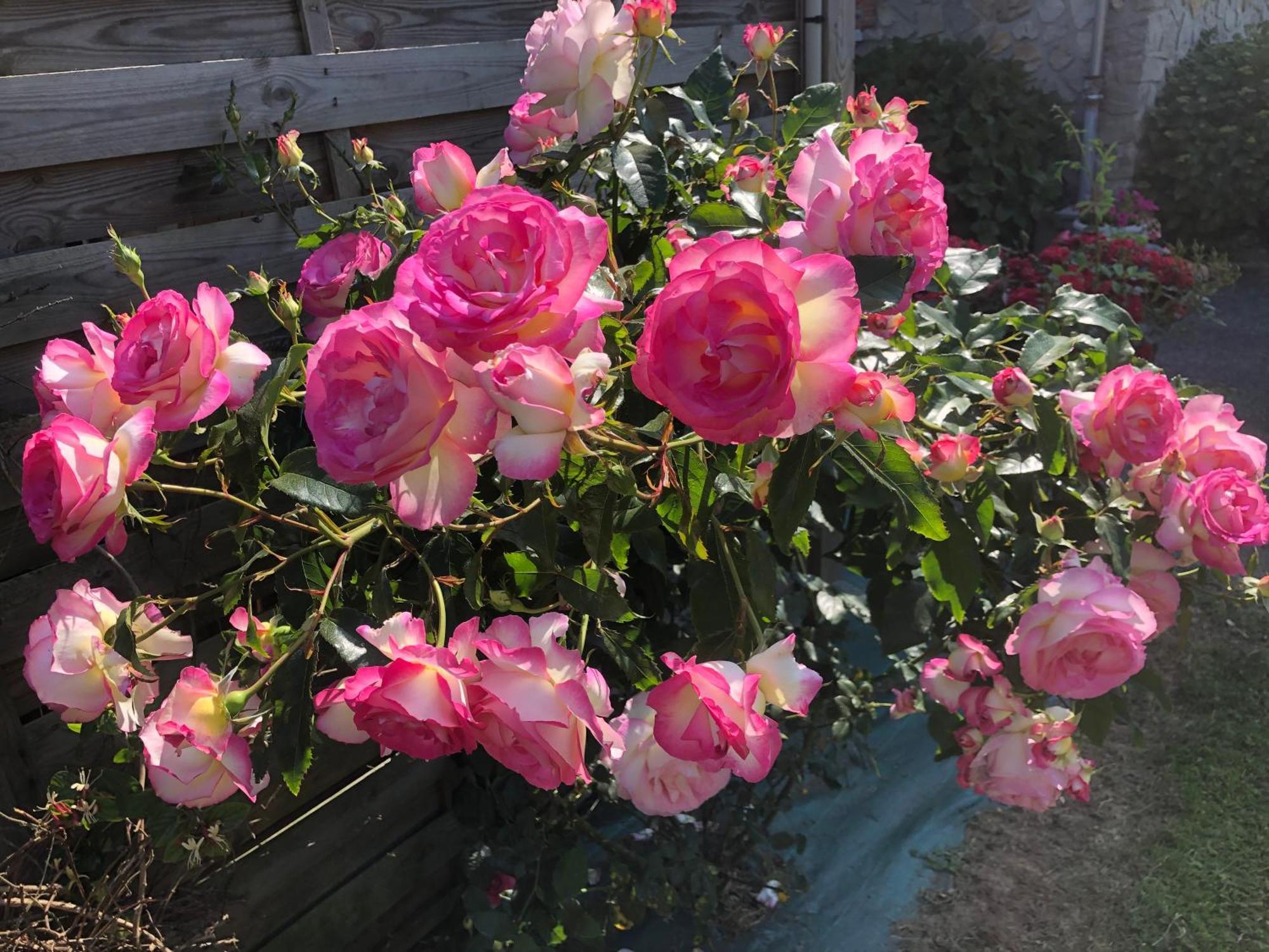 Les Hortensias Grand-Fougeray Esterno foto
